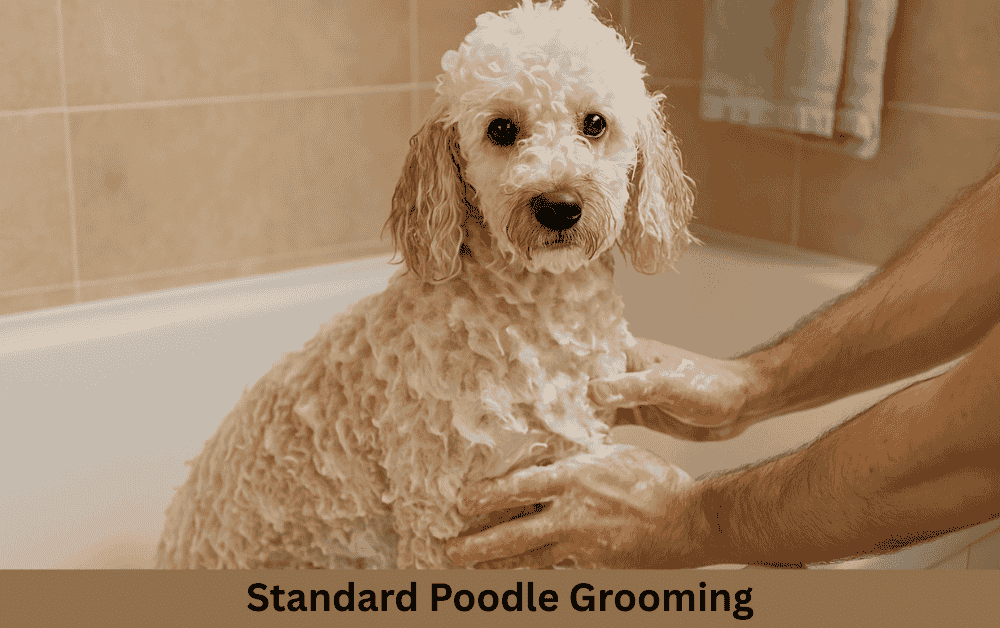 standard poodle is being bathed