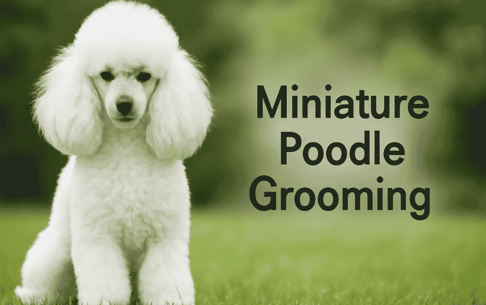a miniature poodle is sitting