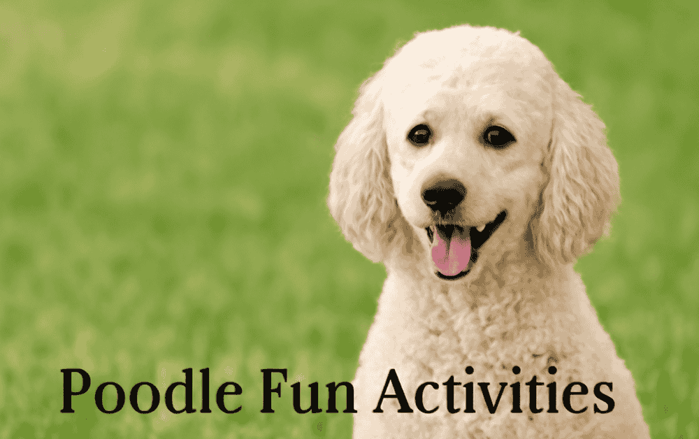 a poodle is sitting and is happy