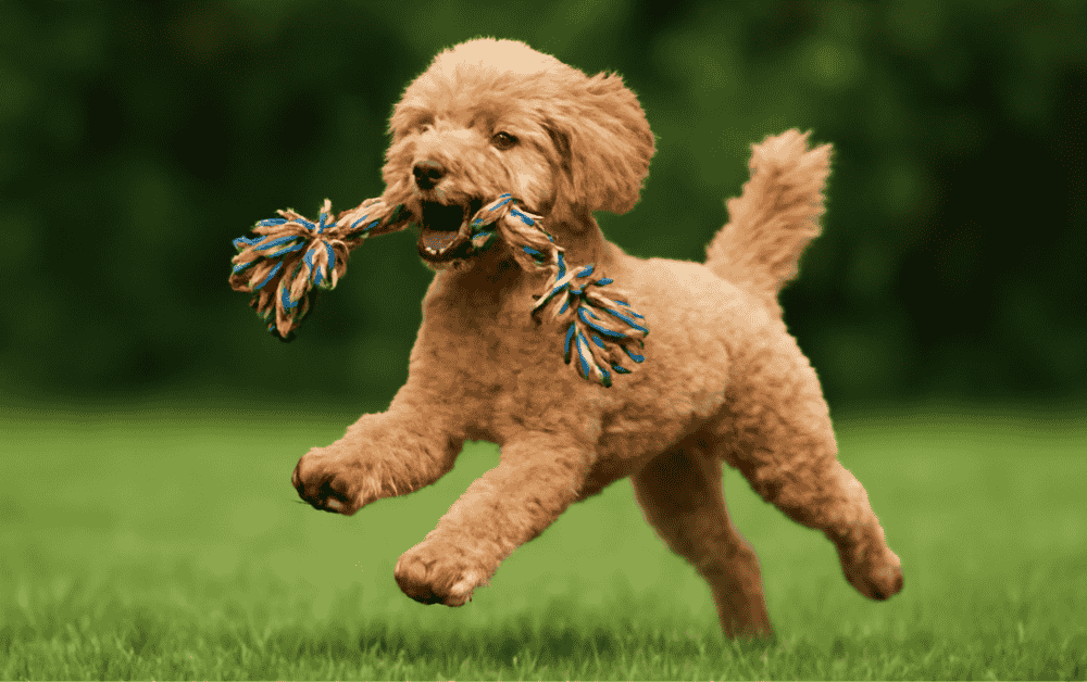 a poodle is playing in ground
