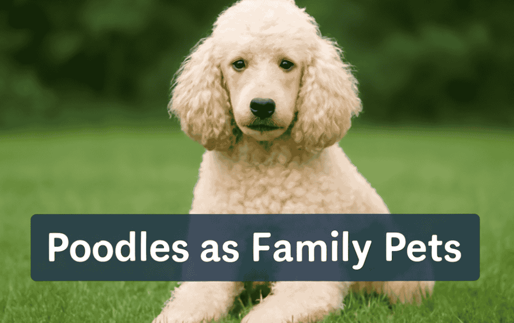 a poodle is sitting on grass field