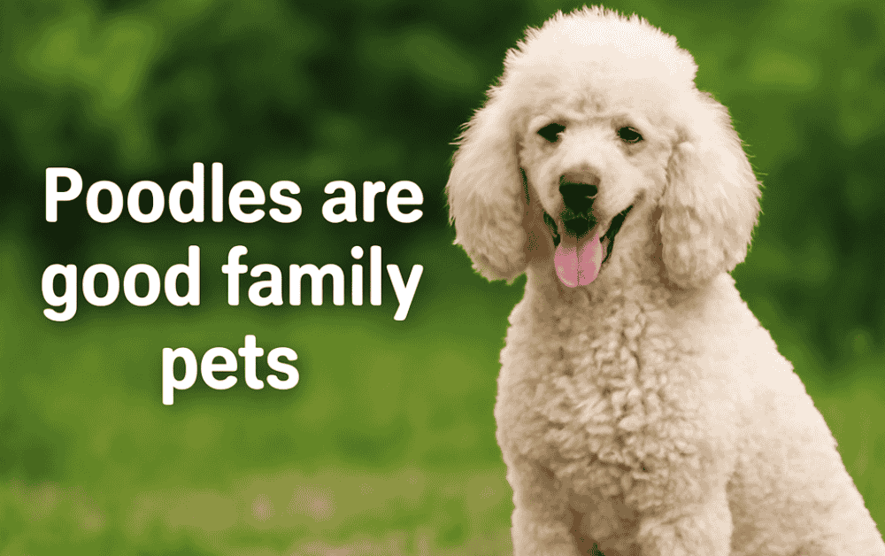 poodle is smiling