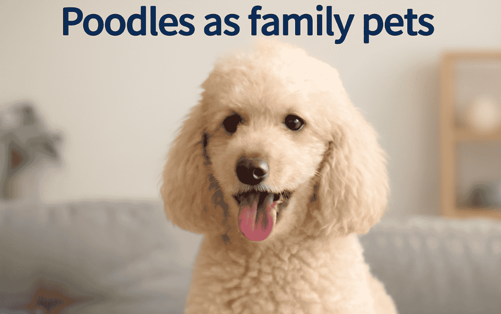 poodle is sitting and smiling