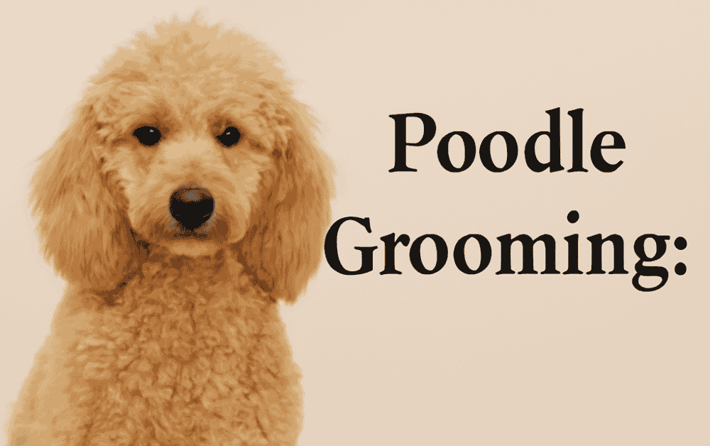 a poodle is sitting