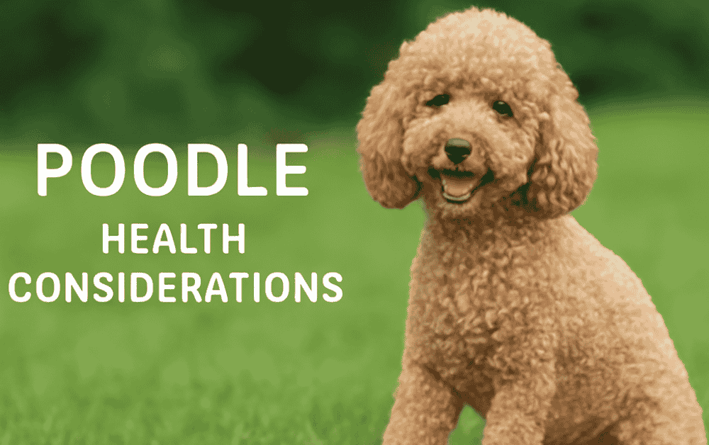 a poodle is sitting on a grass field