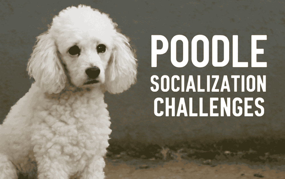 a poodle is sitting